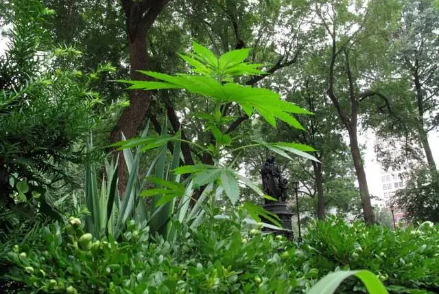 A marijuana plant growing in Union Square park.
